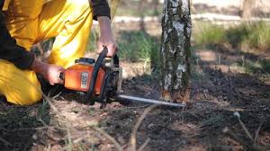 Chapel Hill, NC Tree Care Company
