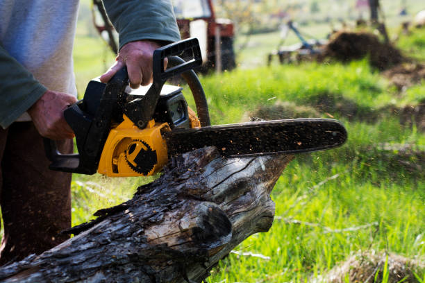Best Arborist Consultation Services  in Chapel Hill, NC